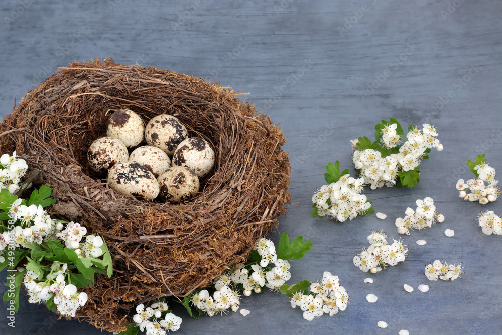 Quail eggs in a natural birds nest with spring hawthorn blossom. Healthy organic immune system boosting food high in protein and omega 3. On mottled blue. Quail eggs in a natural birds nest with spring hawthorn blossom. Healthy organic immune system boosting food high in protein and omega 3. On mottled blue.
