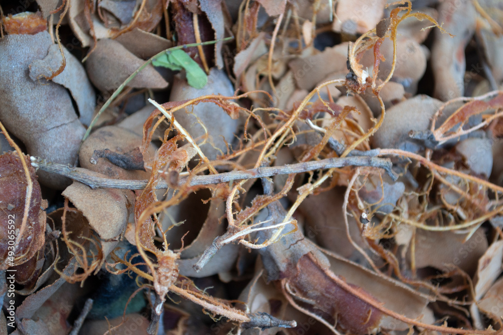Tamarind rinds and tamarind fibers that have been peeled Tamarind rinds and tamarind fibers that have been peeled