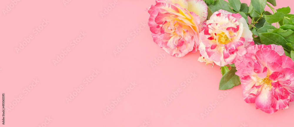 Greeting card background, roses on pink background with copy space with selective focus