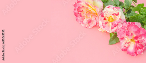 Greeting card background, roses on pink background with copy space with selective focus © Victoria