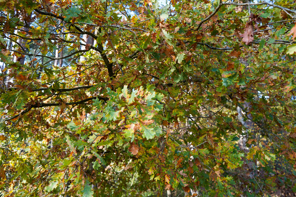 Oak leaves turning colour in the autumn fall Oak leaves turning colour in the autumn fall