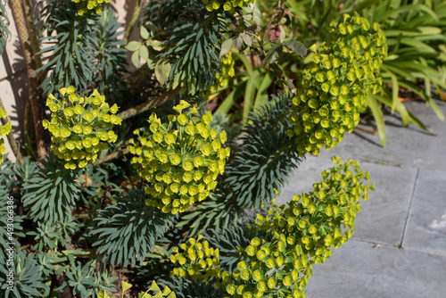 Euphorbia characias subsp. wulfenii or mediterranean spurge plant with flowers photo