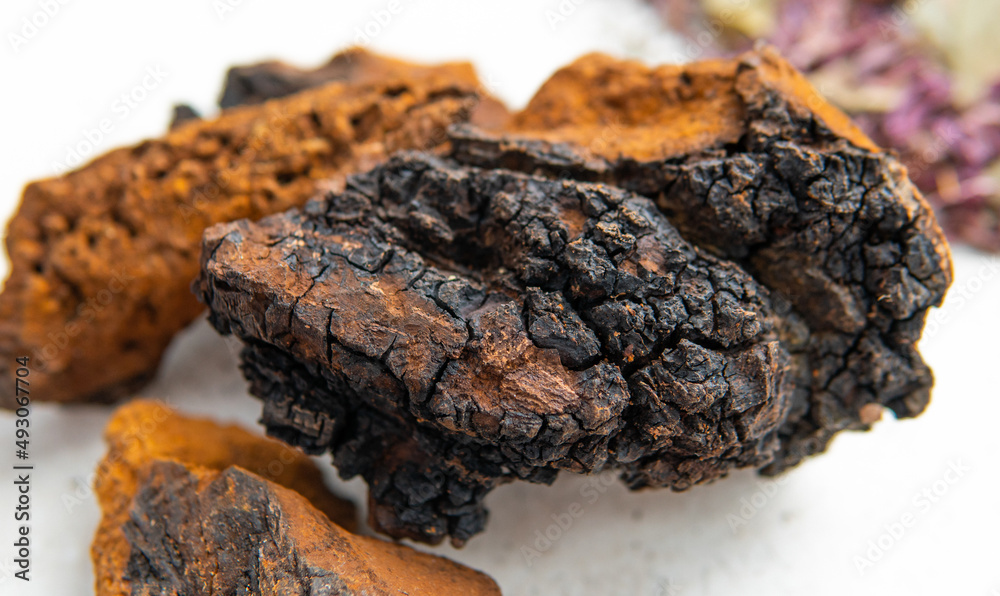 .wild chaga collected on birch trees. Useful mushroom supplements for a healthy life. Betulin - the active ingredient of Inonotus obliquus .wild chaga collected on birch trees. Useful mushroom supplements for a healthy life. Betulin - the active ingredient of Inonotus obliquus