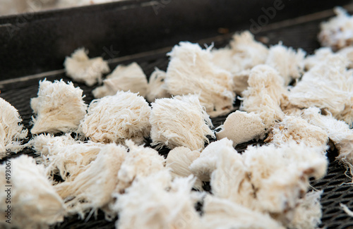 Hericium erinaceus - medicial fungi. Top medicinal mushrooms for health. Lions mane elements