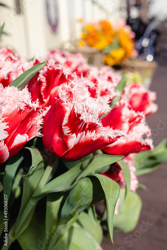 Orange and red tulip bouquet in a basket outside on a street decor. Fresh blooming spring flowers with green stems and leaves. Nature vivid bright wallpaper. Floral botany background.