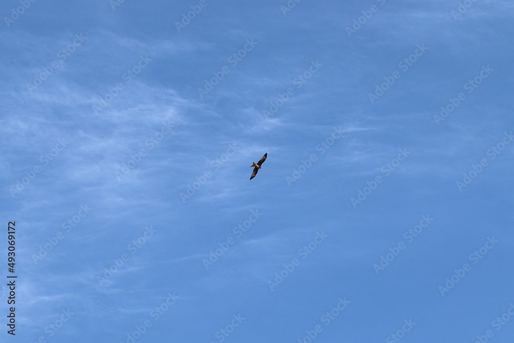 Rotmilan (Milvus milvus) im Flug mit Beute