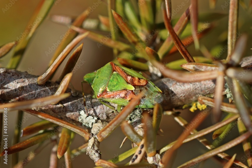 Fototapeta premium Buntrock (Cyphostethus tristriatus) auf Wacholder