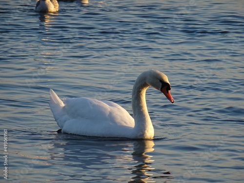 Beautiful swan birds at sunset in the Black Sea