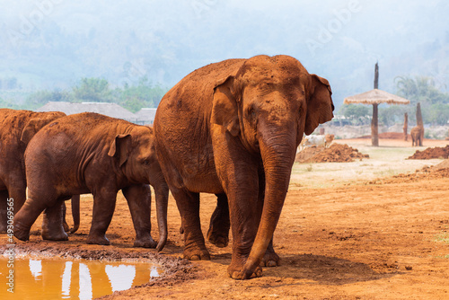 Elephant and baby elephants in Chiang Mai, Thailand photo