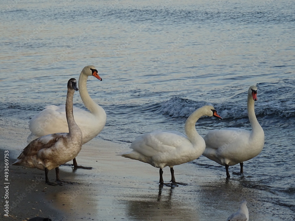 Beautiful swan birds at sunset in the Black Sea Beautiful swan birds at sunset in the Black Sea
