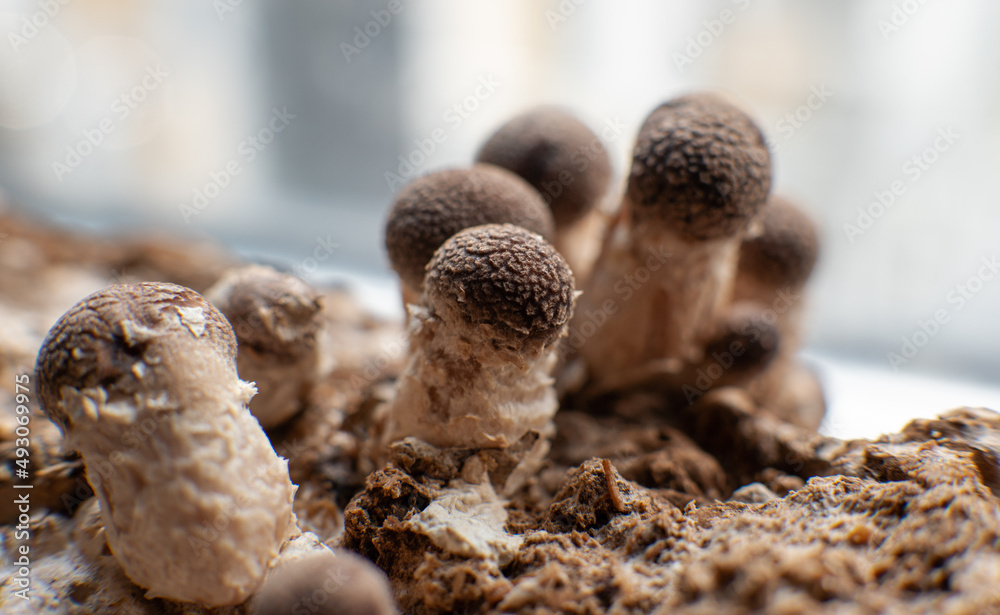 Obraz premium Shiitake Mushroom growing (Lentinula edodes)