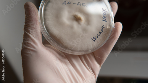 reservation of mushroom cultures on petri dishes. Mycelium of exotic strains in test tubes and petri dishes photo