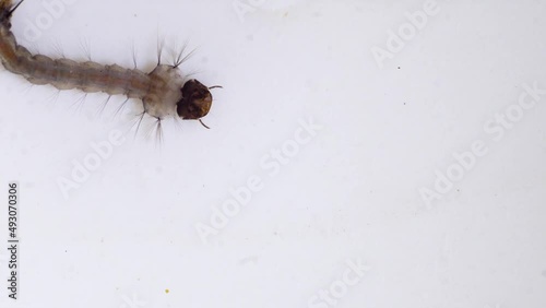 4K Macro shot of Mosquito Larvae