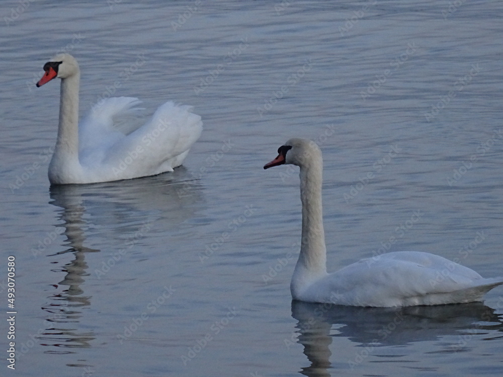 Beautiful swan birds at sunset in the Black Sea Beautiful swan birds at sunset in the Black Sea