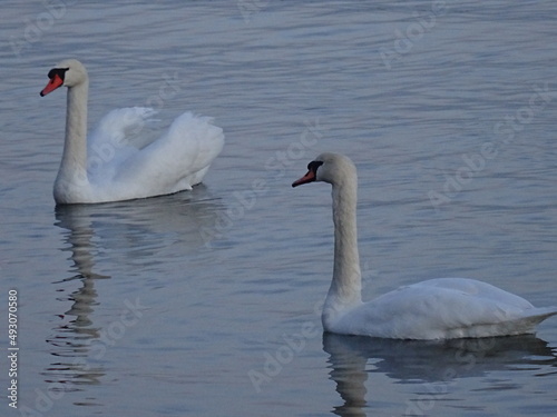 Beautiful swan birds at sunset in the Black Sea