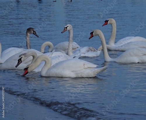 Beautiful swan birds at sunset in the Black Sea