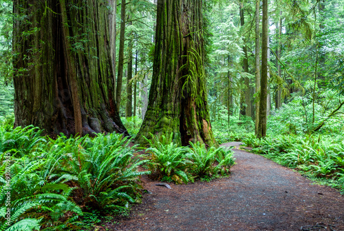path in the forest