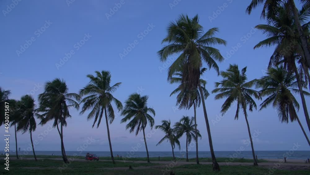 buggy car driving between palm trees at sunset buggy car driving between palm trees at sunset