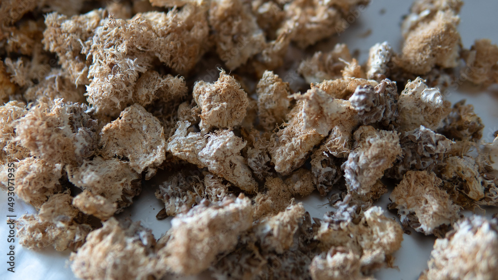 dried fruiting bodies of Hericium erinaceus. Useful substances in the composition of the fruiting bodies of the fungus lion's mane. Erinacins and Hericenones dried fruiting bodies of Hericium erinaceus. Useful substances in the composition of the fruiting bodies of the fungus lion's mane. Erinacins and Hericenones