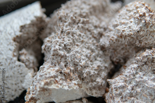 Slika na platnu mushroom culture with grain of rye