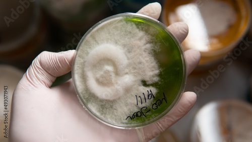 reservation of mushroom cultures on petri dishes. Mycelium of exotic strains in test tubes and petri dishes photo