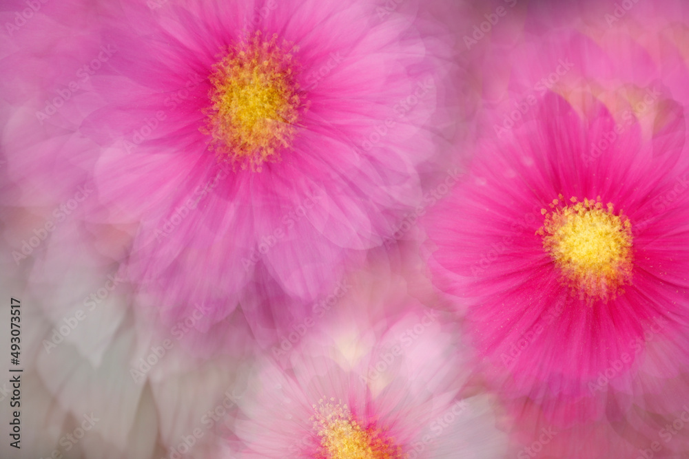 Obraz premium spring flower