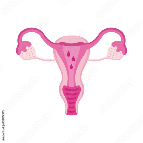 uterus female organ