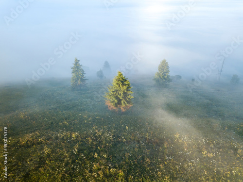 Fir trees on the mountain in the fog. Aerial drone view.
