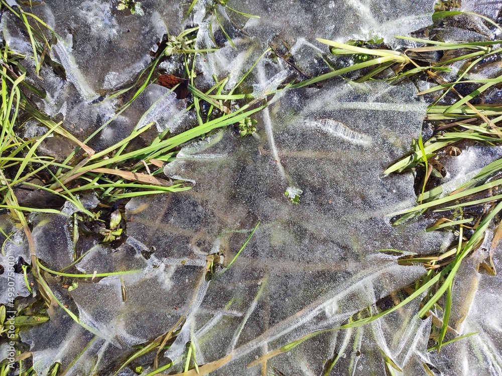 Green grass protruding through the ice in spring.