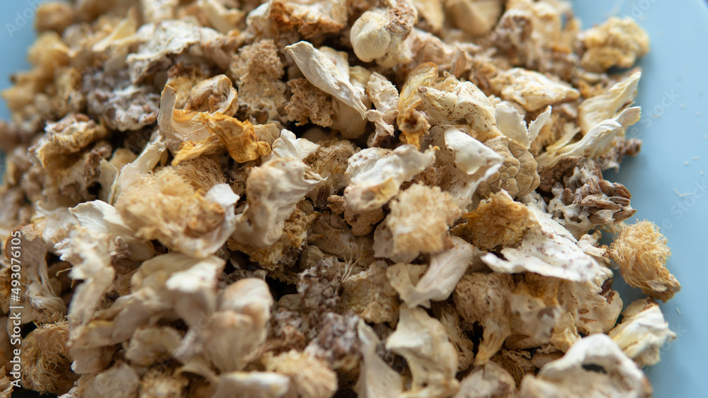 dried fruiting bodies of Hericium erinaceus mushroom close-up dried fruiting bodies of Hericium erinaceus mushroom close-up