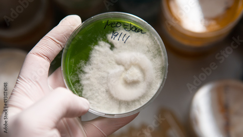Vászonkép reservation of mushroom cultures on petri dishes