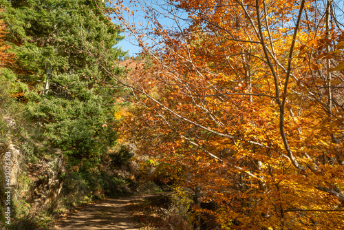 São Lourenço Beech Tree Forest, pathway leaves fall in ground landscape on autumnal background in November, Manteigas, Serra da Estrela, Portugal.