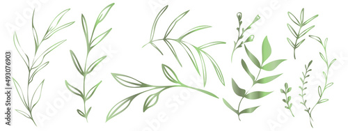 Vector plants and grasses in green style with shiny effects. Minimalist style. Hand drawn plants. With leaves and organic shapes. For your own design.