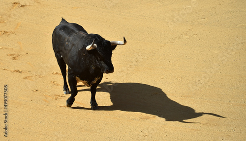 strong black bull with big horns in the spanish bullring