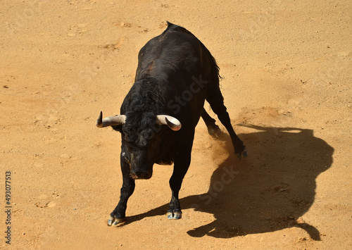 strong black bull with big horns in the spanish bullring