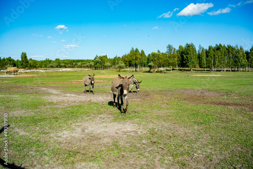 Donkeys in an open area with green grass near the forest. Sunny day. Blue skies.