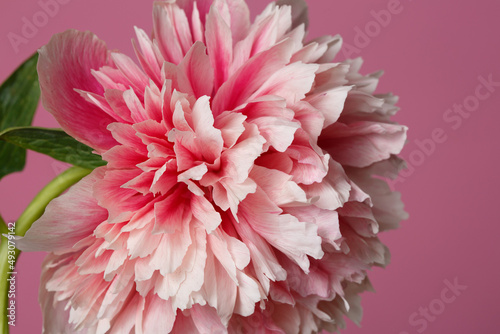 Fragment of a flower delicate white-pink peony flower isolated on a pink background.
