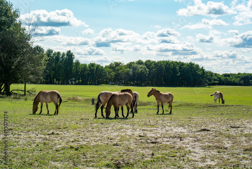 Horses of Przewalski in an open area with green grass near the forest. Sunny day. Blue skies. 
