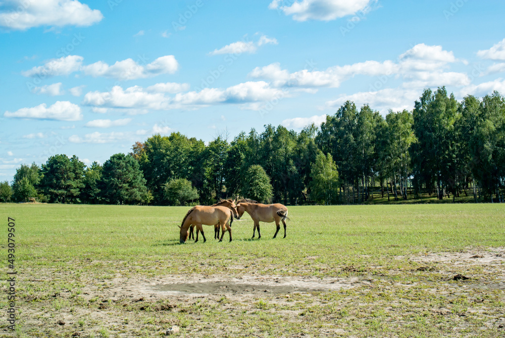 Horses of Przewalski in an open area with green grass near the forest. Sunny day. Blue skies.