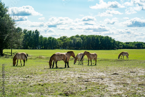 Horses of Przewalski in an open area with green grass near the forest. Sunny day. Blue skies.