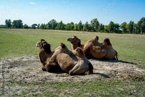 Two camels basking in the sun in an open area with green grass near the forest. Sunny day. Blue skies.