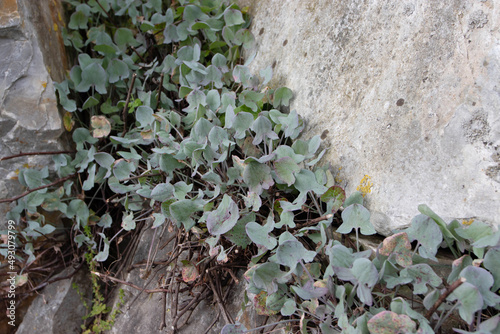 Rumex induratus or sorrel walls plants among stones in the spring photo
