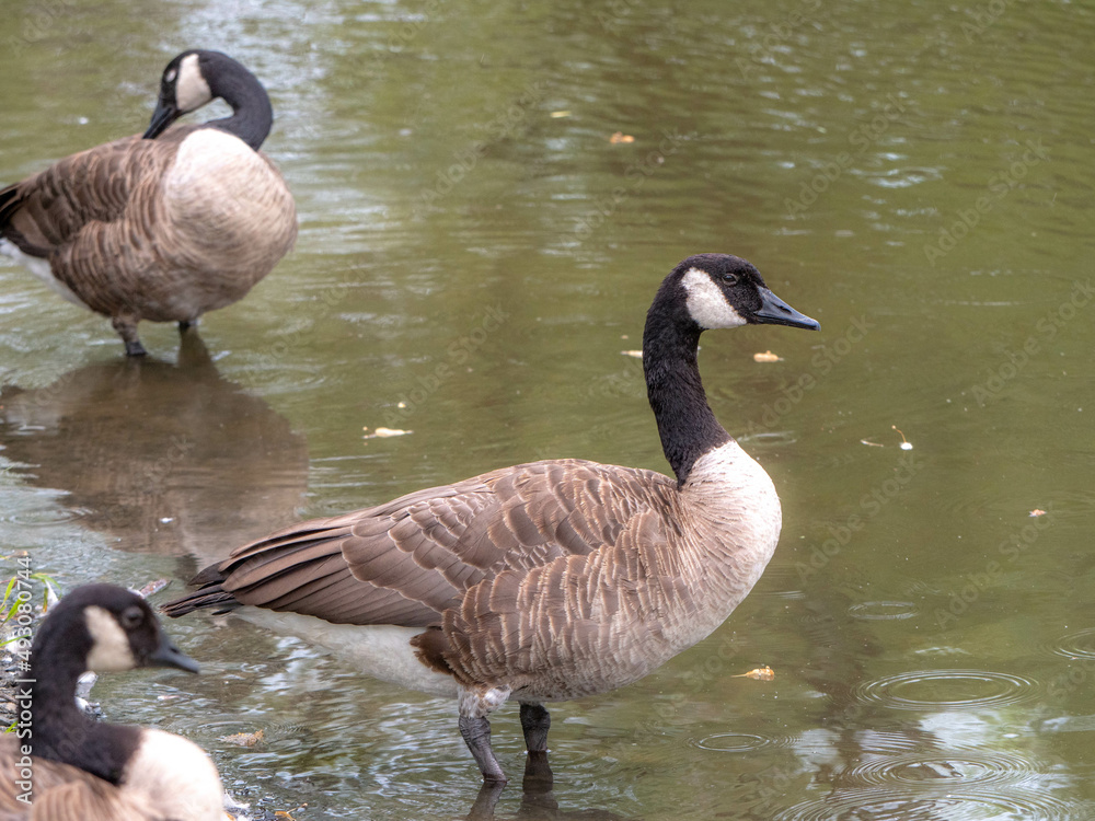 Portrait of a beautiful Canada goose