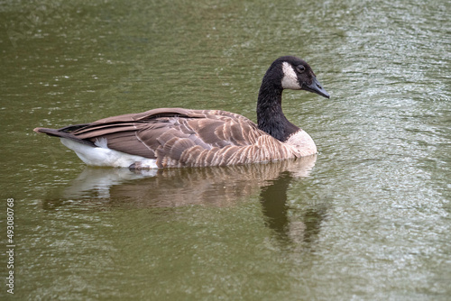 Portrait of a beautiful Canada goose