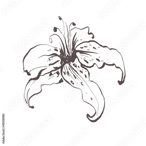 White lily flower sketch. Isolated vector botanical illustration retro, vintage, hand drawn, black and white, outline. For wedding invitation, card, print, tattoo. Japanese style.