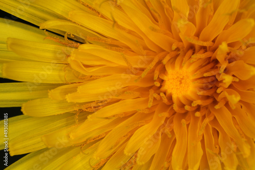 Taraxacum officinale - Common Dandelion - Details of flower