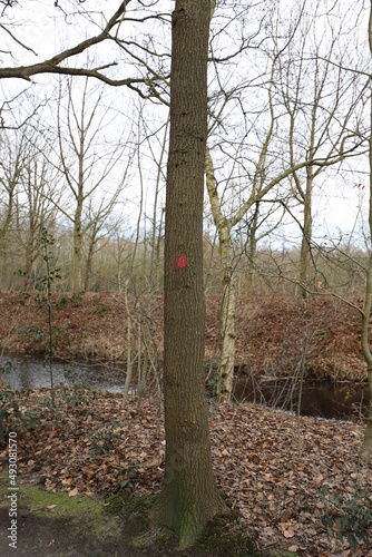 Wallpaper Mural Tree trunk marked with a red dot, ready to be cut down. Torontodigital.ca