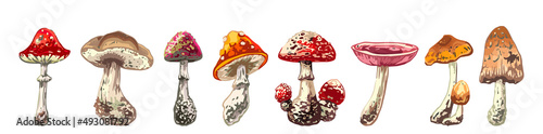 set of mushrooms, fly agaric, boletus, toadstool, honey agarics, morel, russula set of isolated images of mushrooms, red fly agaric, brown boletus, toadstool, honey agarics, morel, russula, colorful h