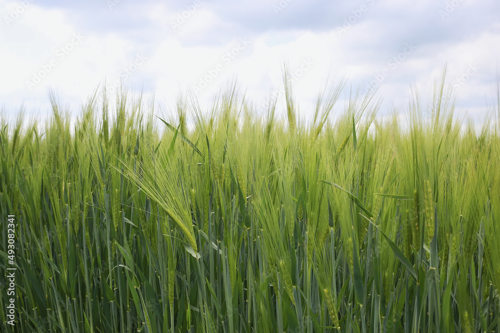 Wheat field and countryside scenery