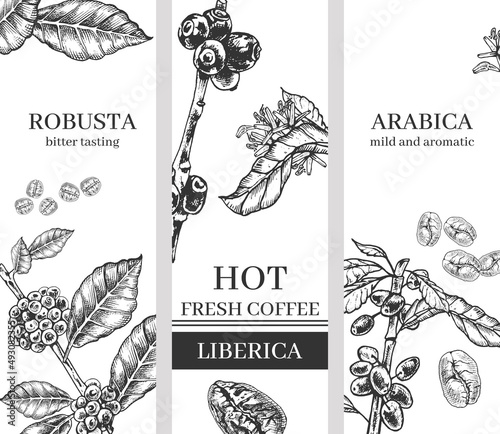 set of postcards, coffee, variety, arabica, robusta, liberica, set of botanical illustrations coffee, plant, grains, flowers, leaves, branches, black outline, engraving, hand drawing, cafe menu design